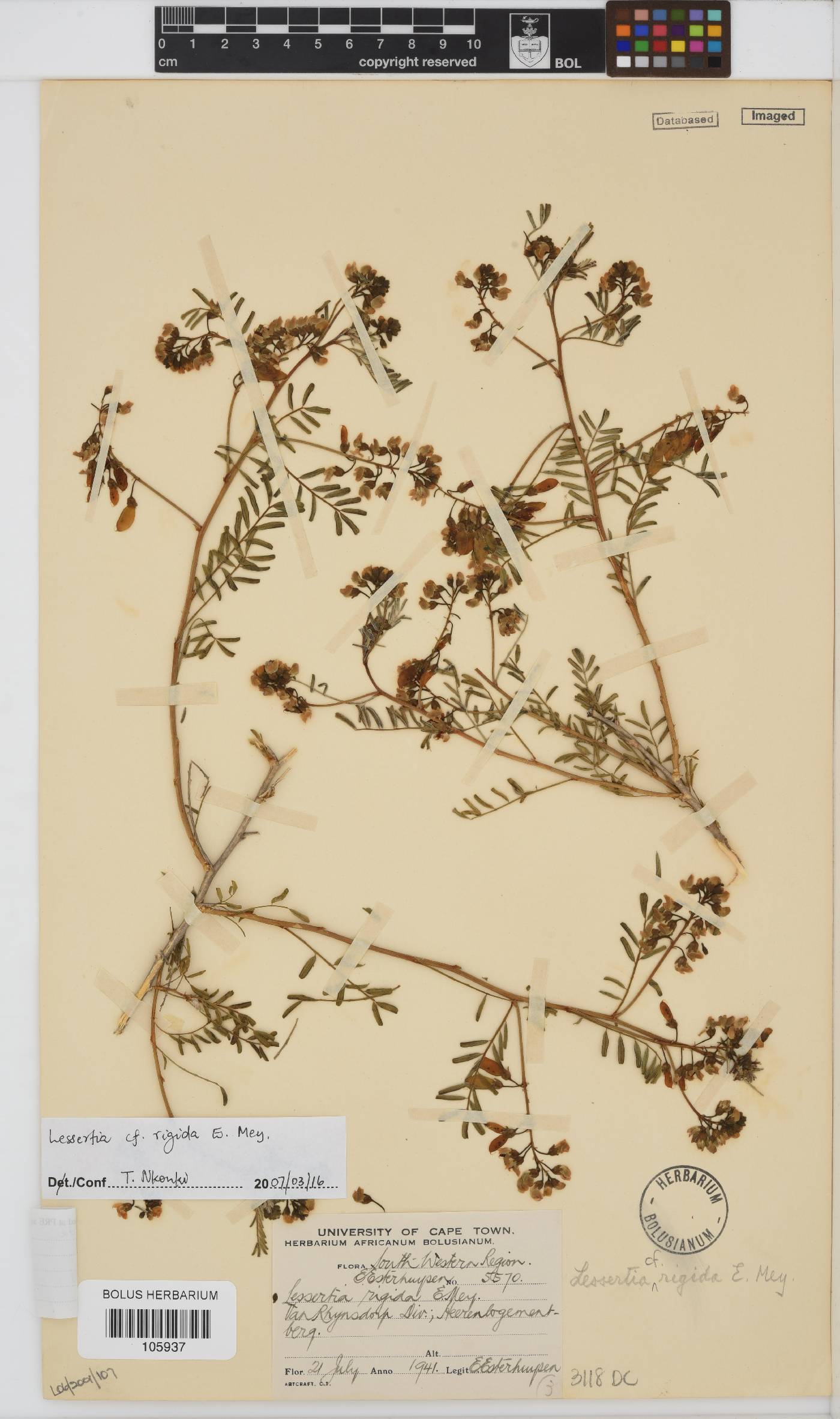 Lessertia rigida image