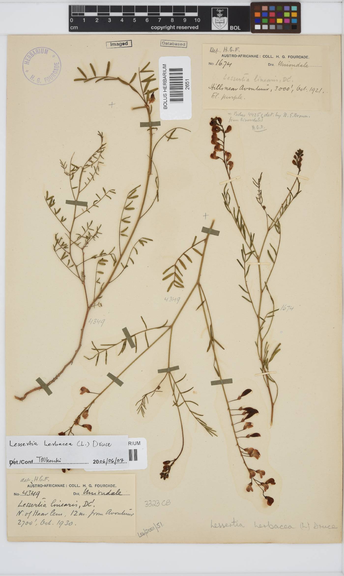 Lessertia herbacea image