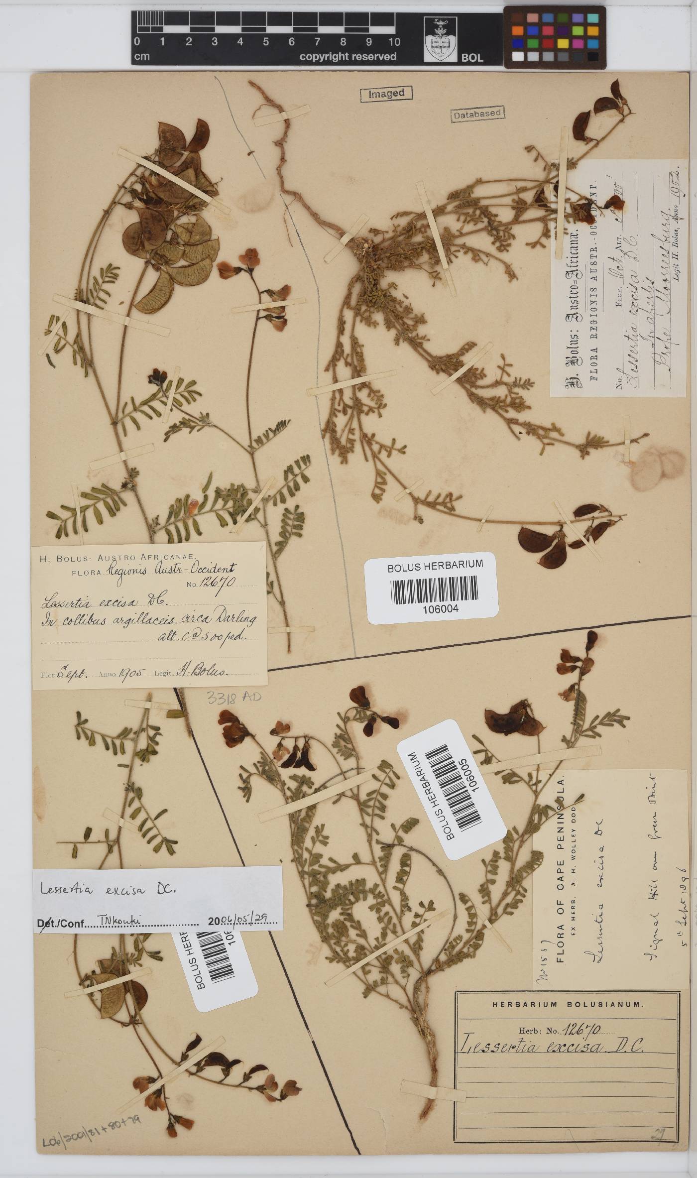 Lessertia excisa image