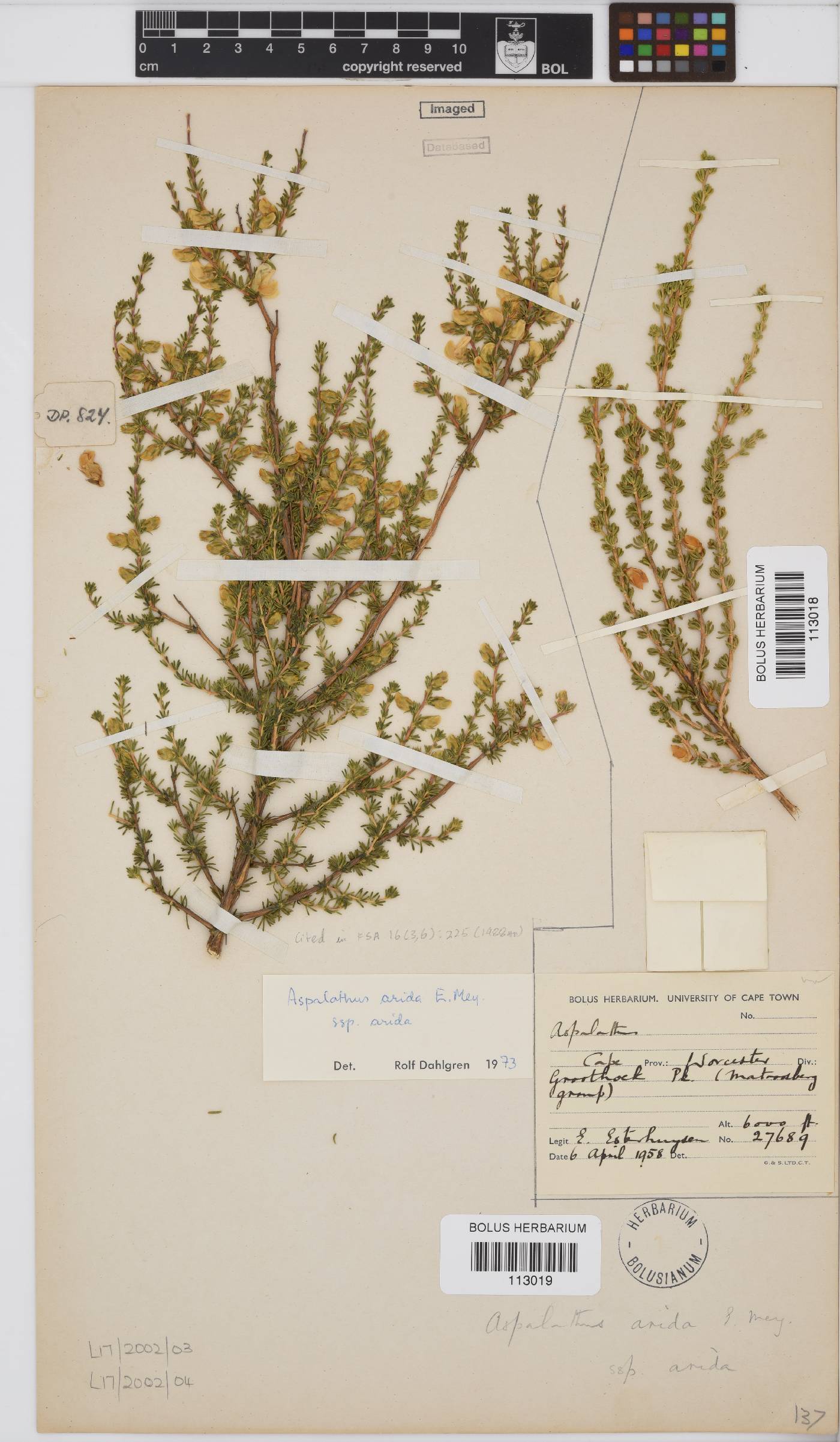 Aspalathus arida subsp. arida image