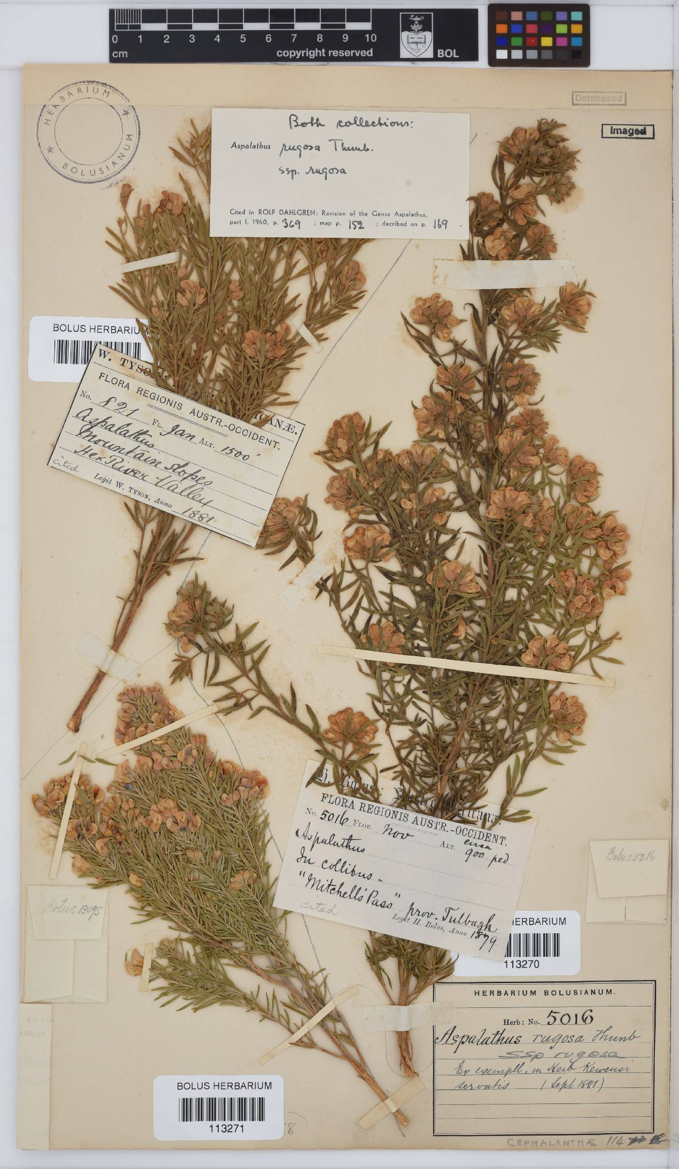 Aspalathus rugosa image