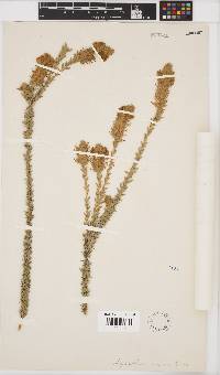 Aspalathus sericea image