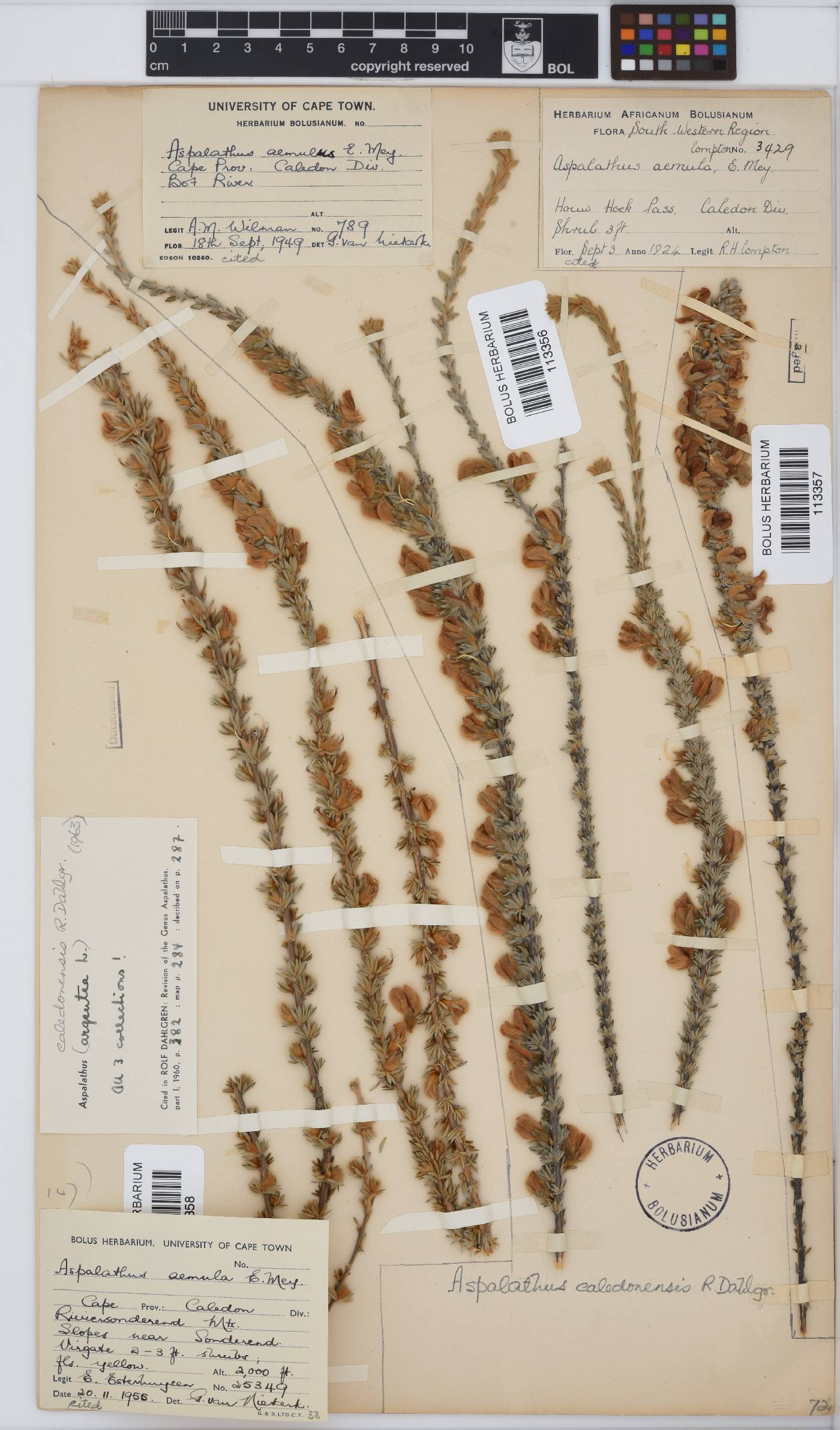 Aspalathus caledonensis image