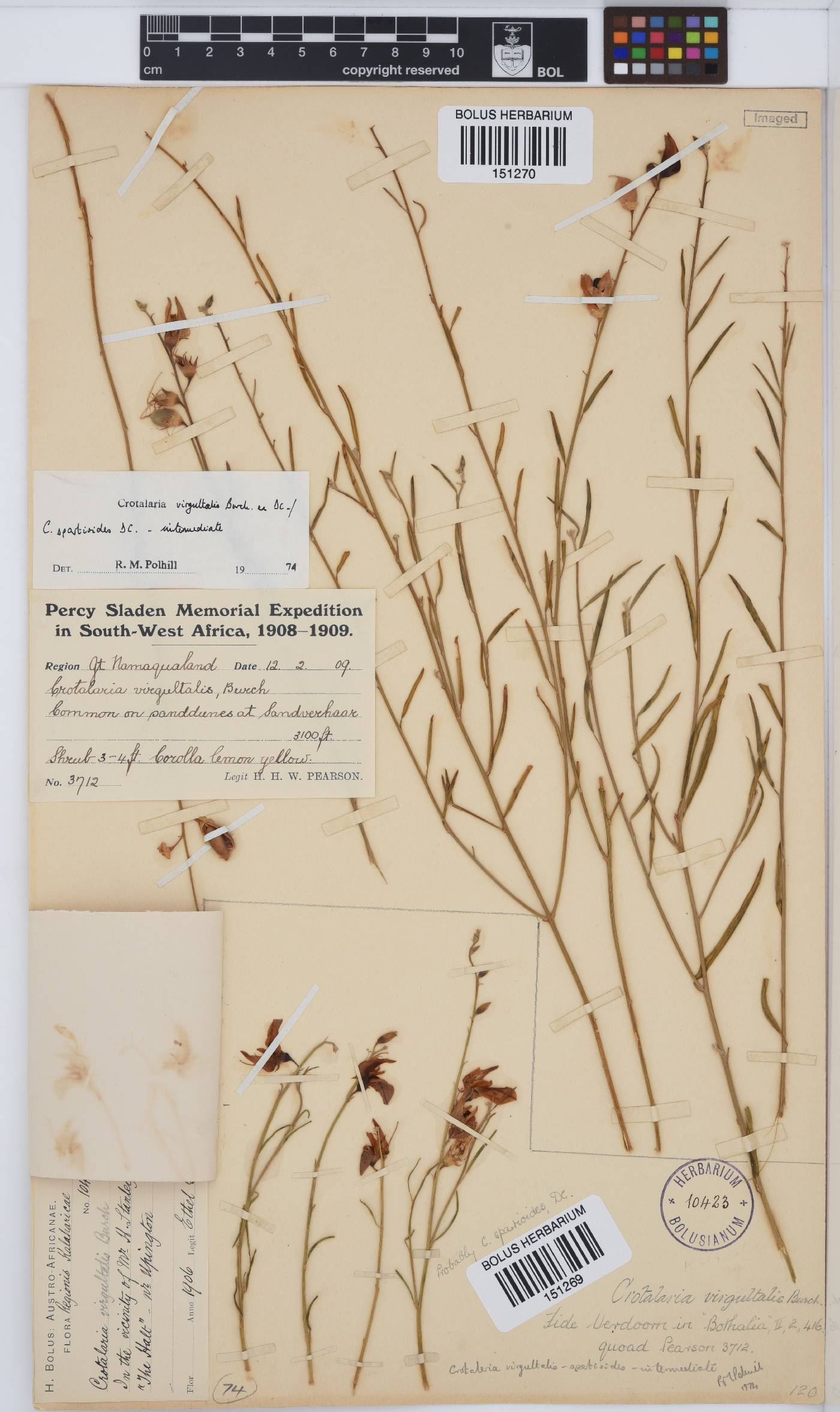 Crotalaria virgultalis image
