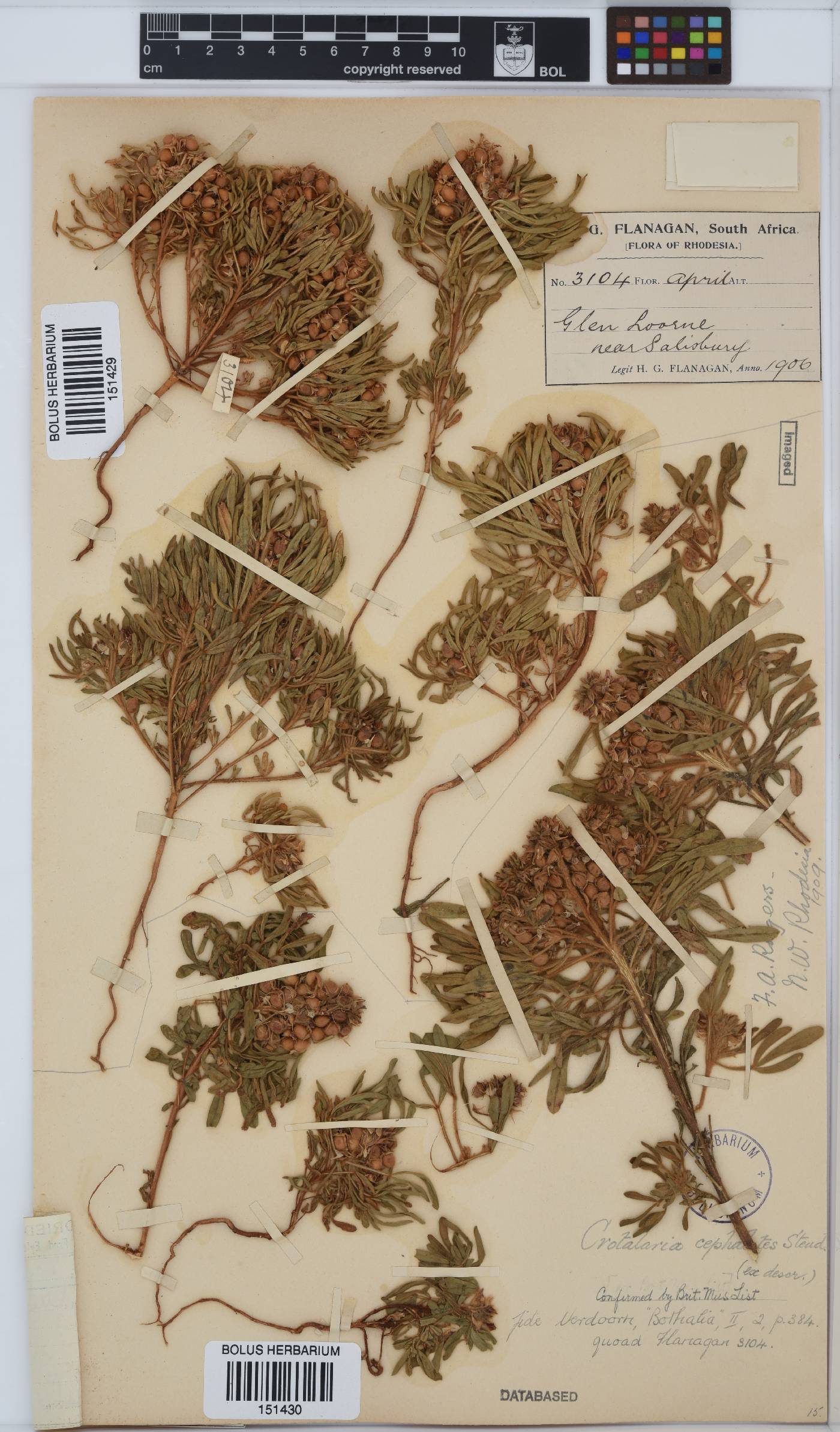 Crotalaria cephalotes image