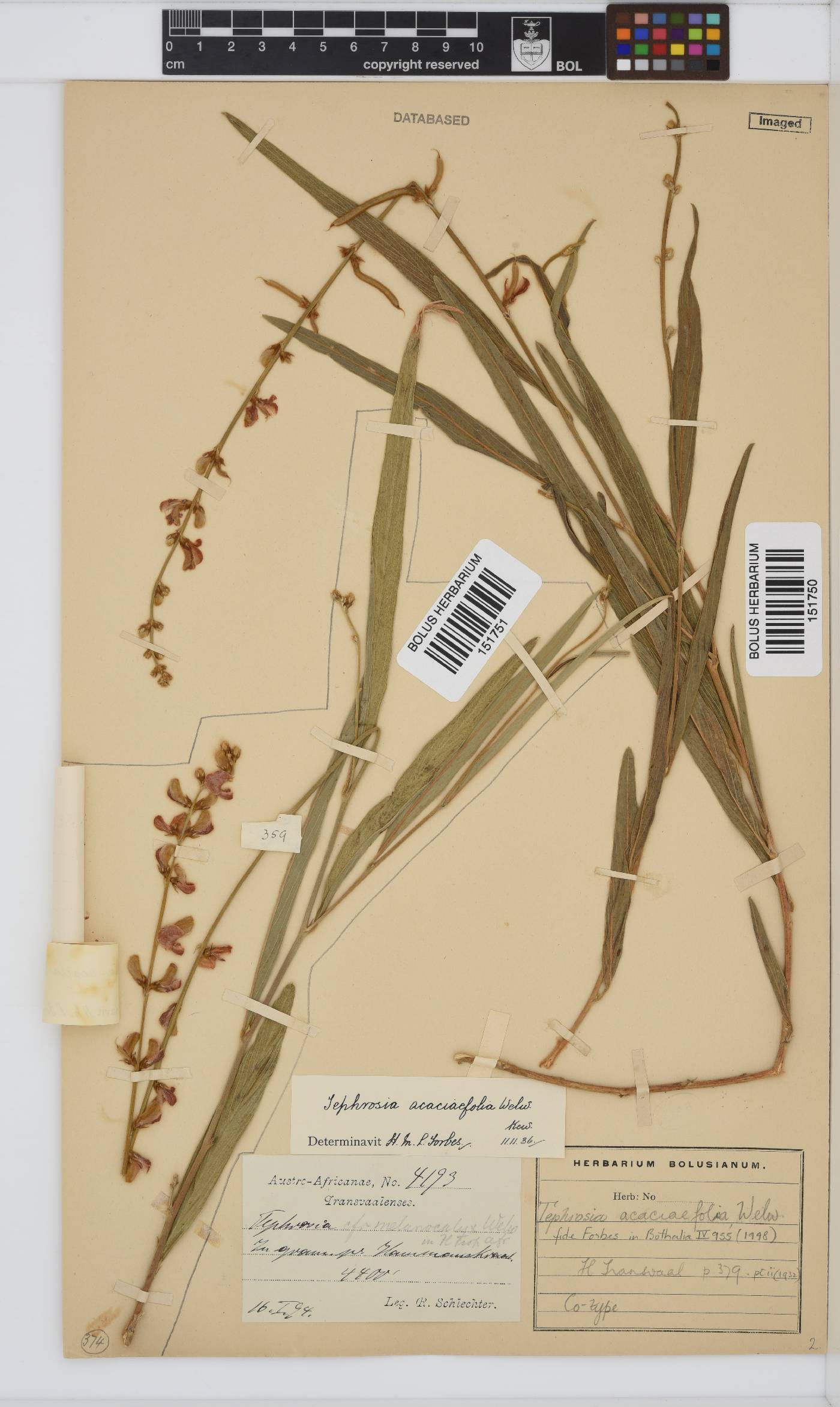 Tephrosia acaciifolia image