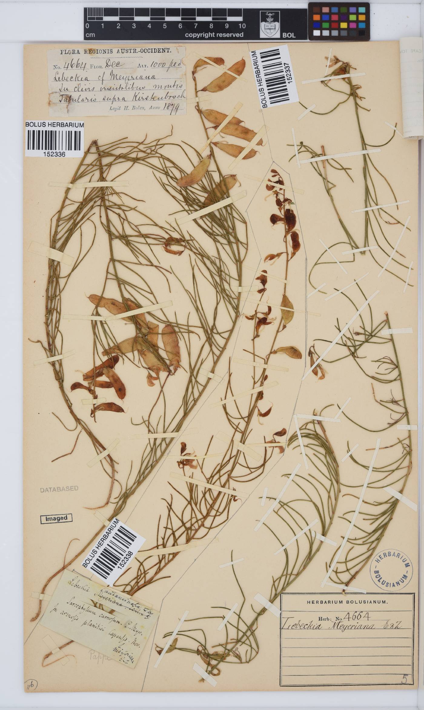 Lebeckia meyeriana image