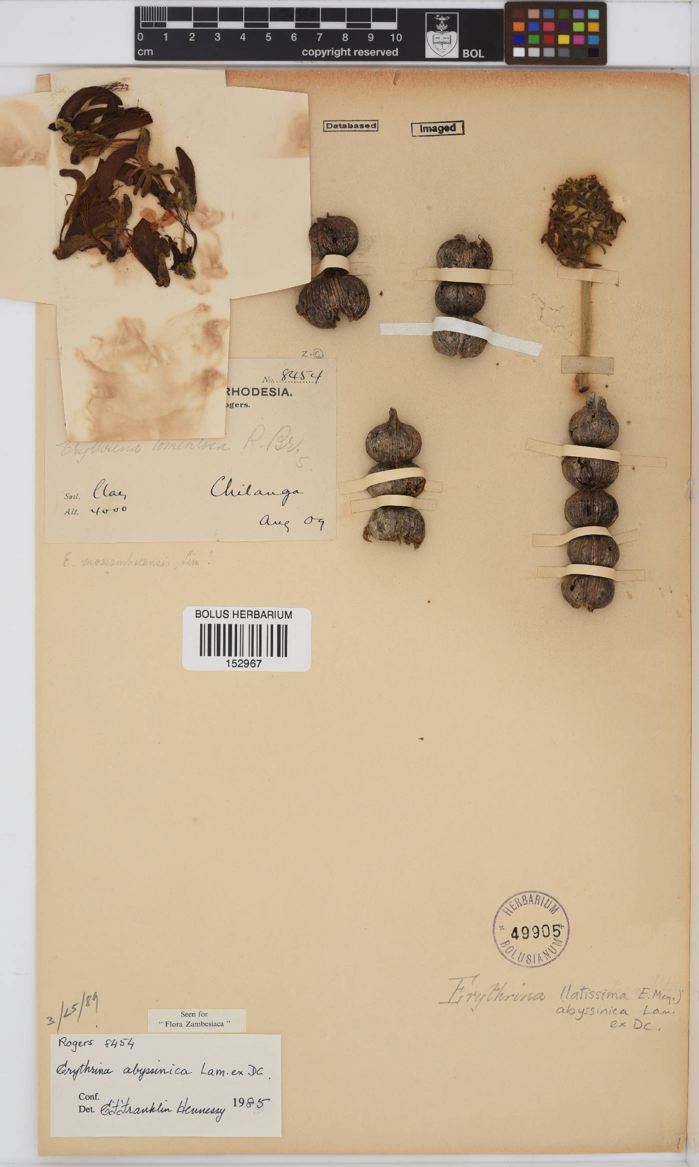 Erythrina abyssinica image