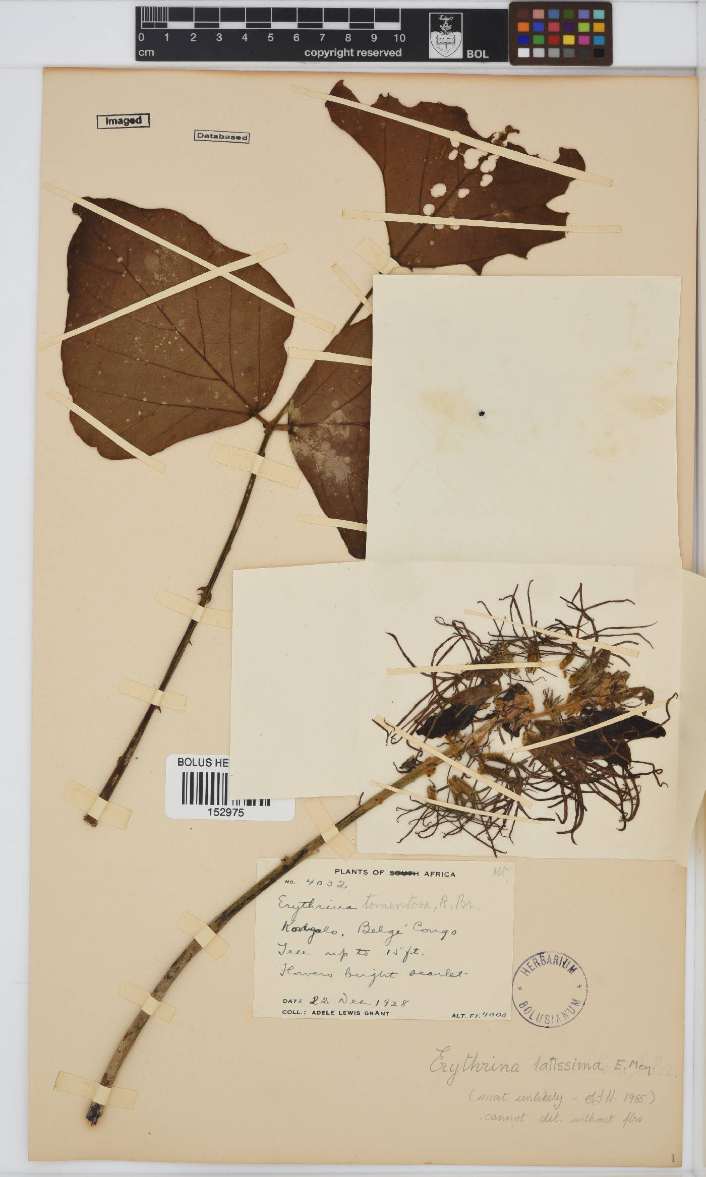 Erythrina latissima image