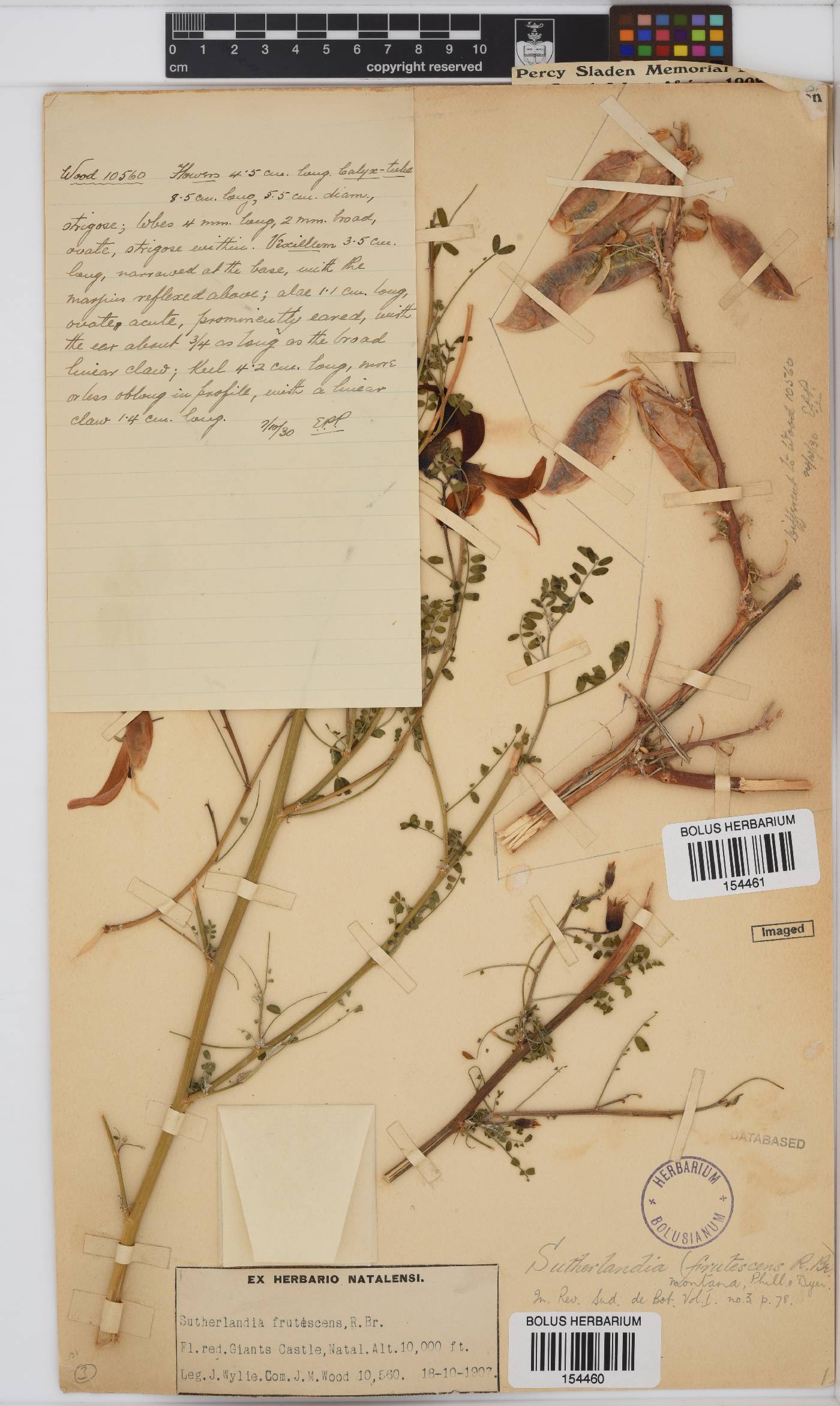 Lessertia frutescens subsp. frutescens image