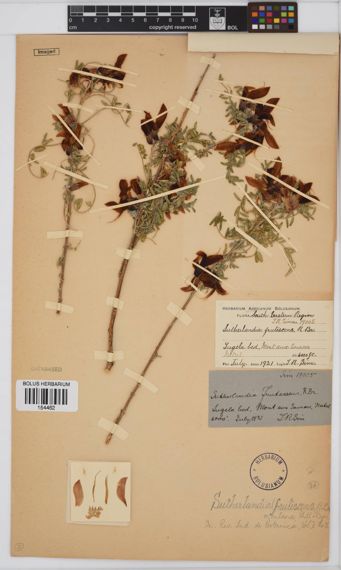 Lessertia frutescens image