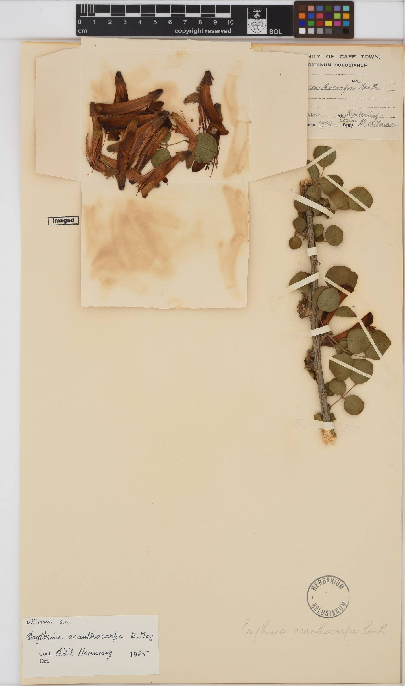 Erythrina acanthocarpa image