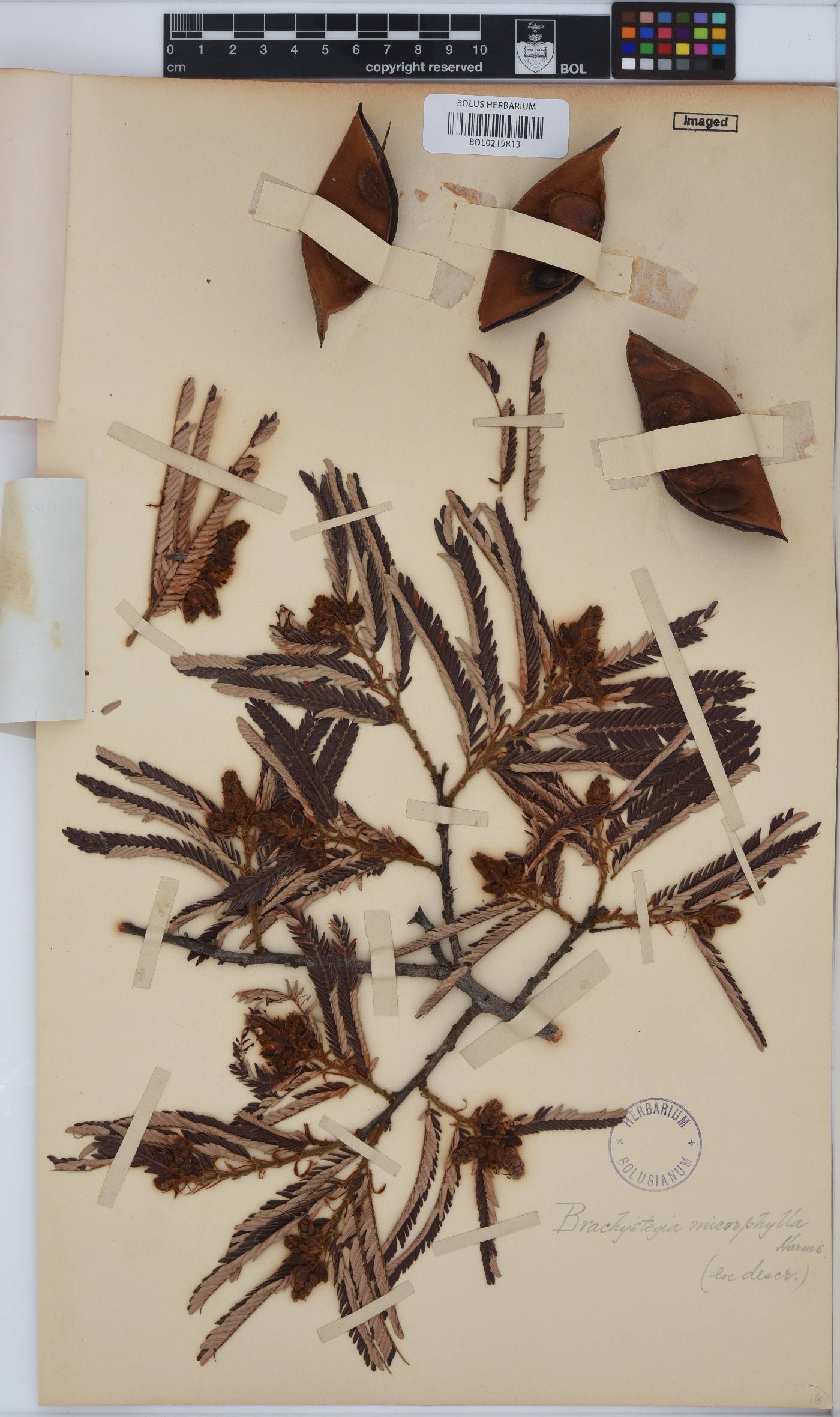 Brachystegia microphylla image