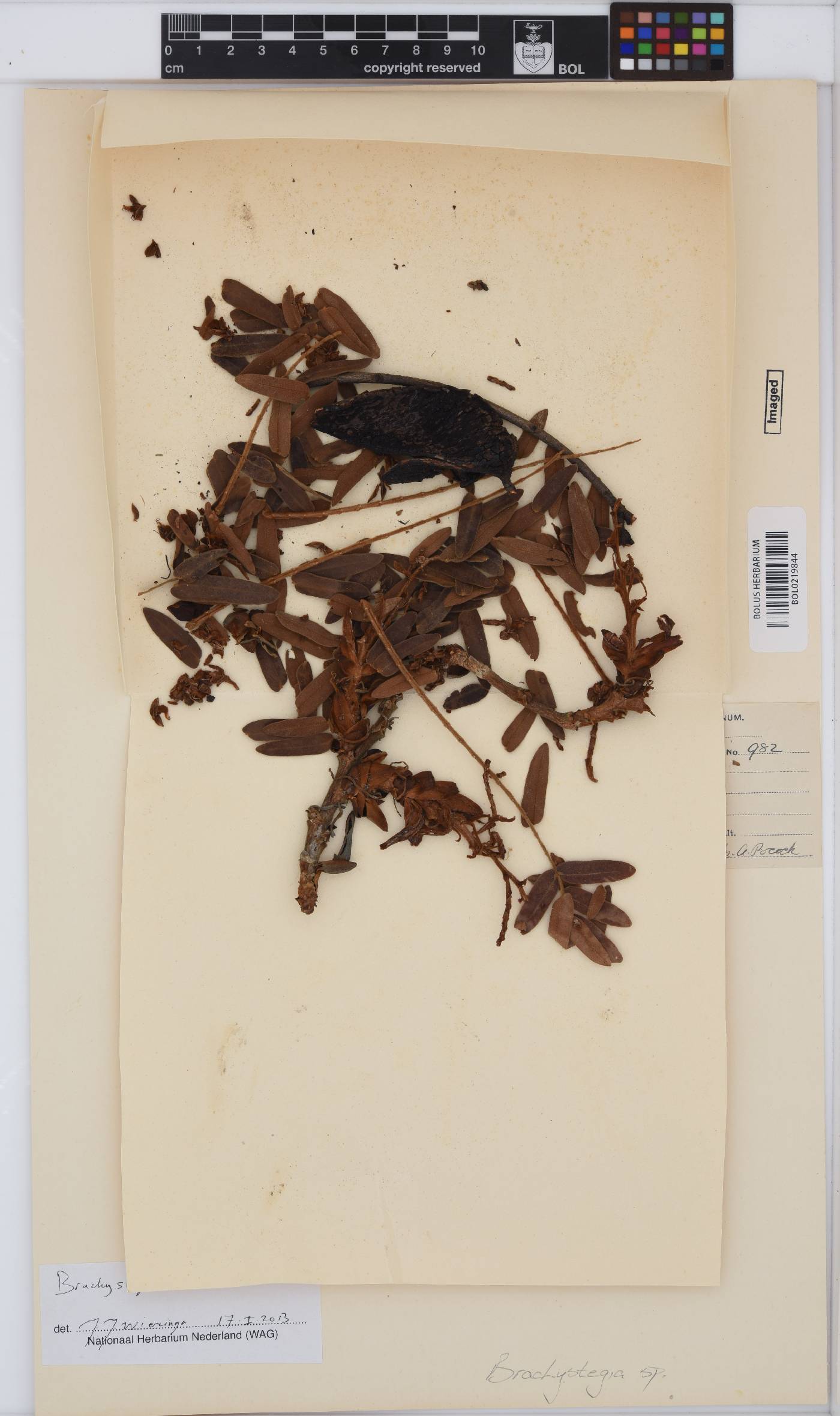 Brachystegia image