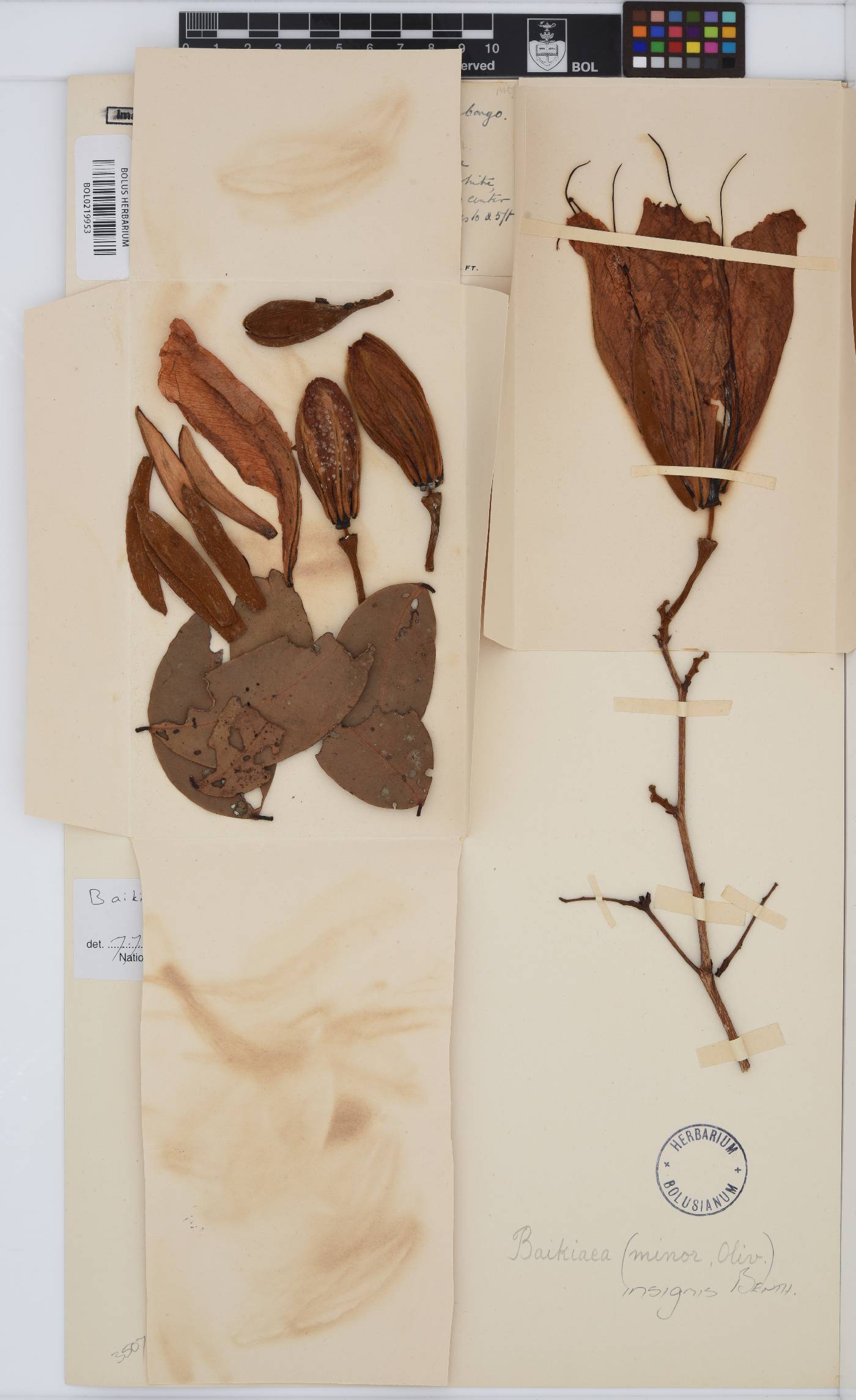 Baikiaea insignis image