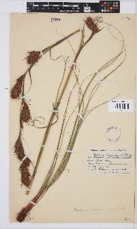 Tetraria bromoides image