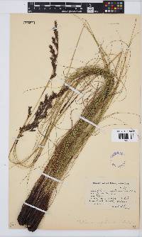 Tetraria capillacea image