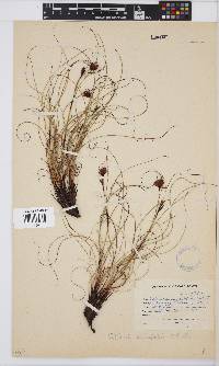 Tetraria crinifolia image