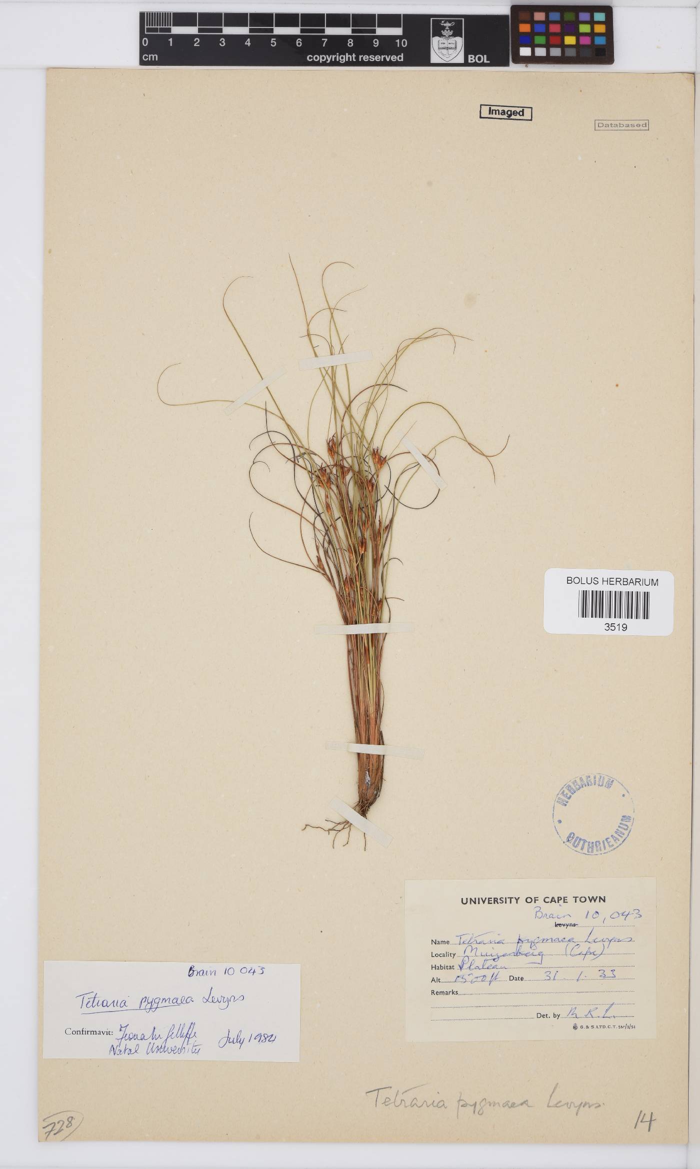 Tetraria pygmaea image