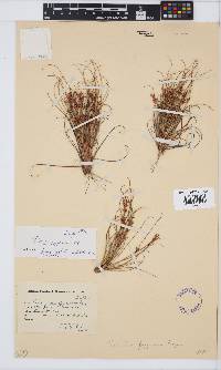 Tetraria pygmaea image