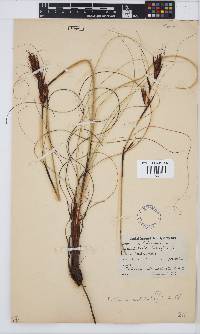 Tetraria ustulata image