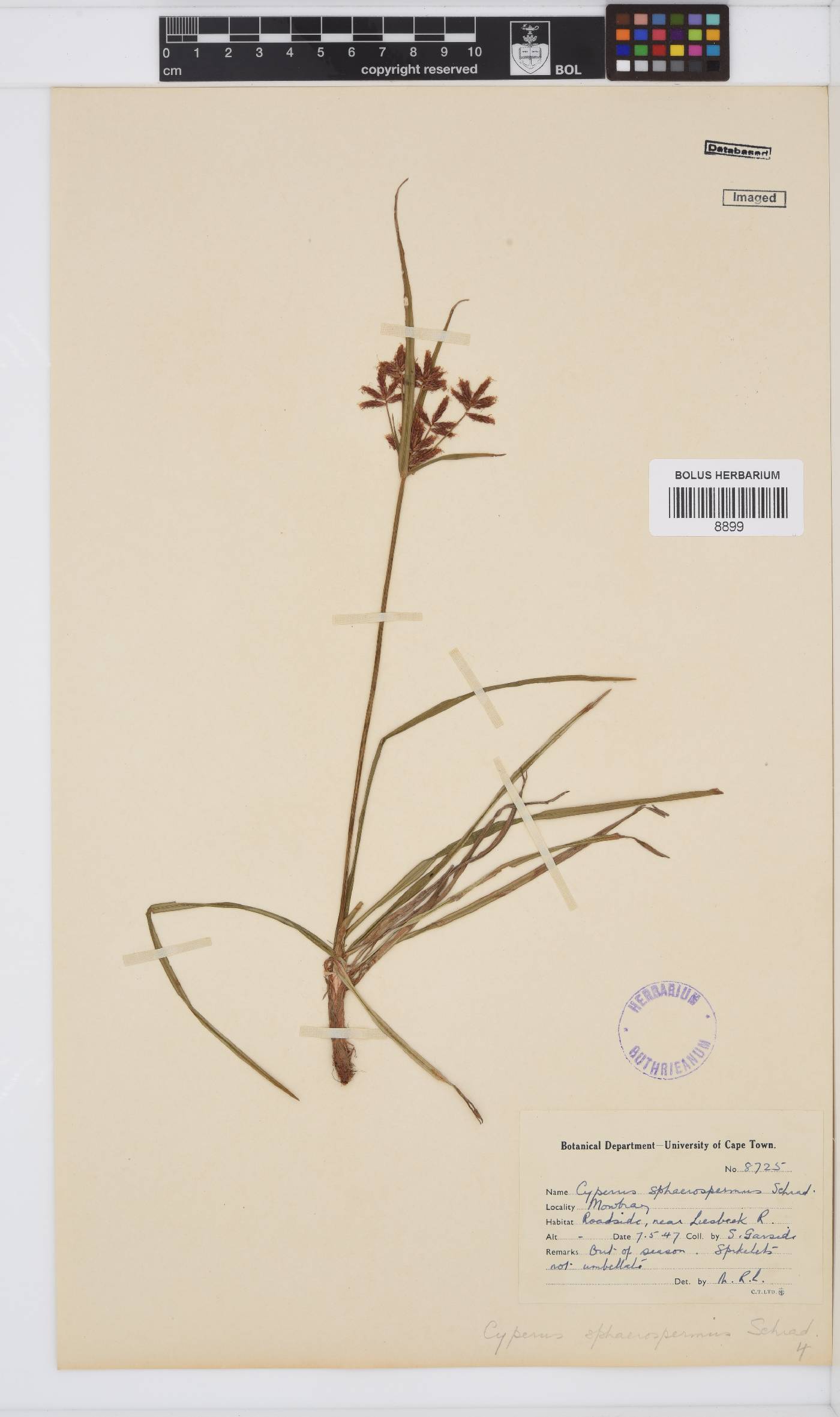 Cyperus sphaerospermus image
