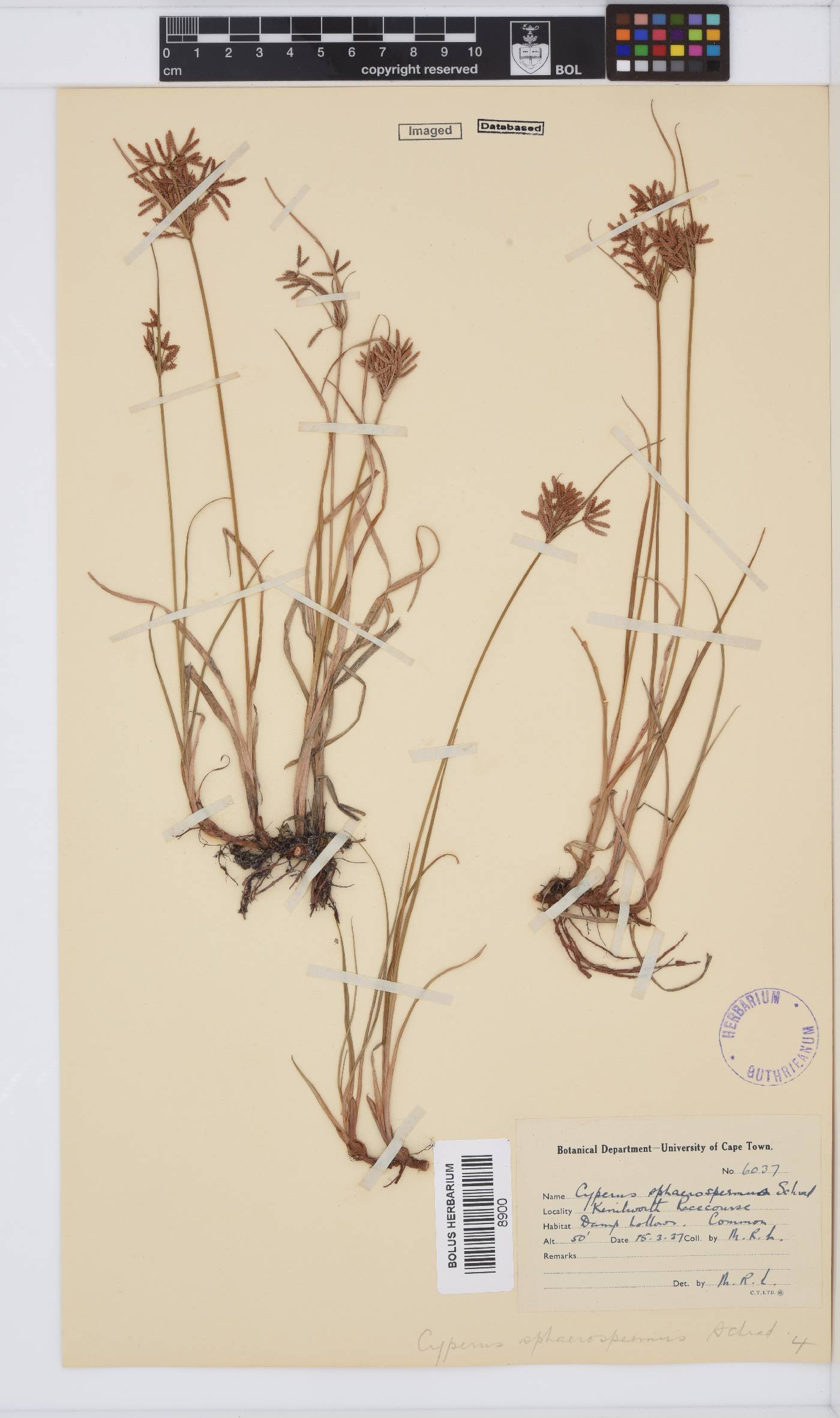 Cyperus sphaerospermus image