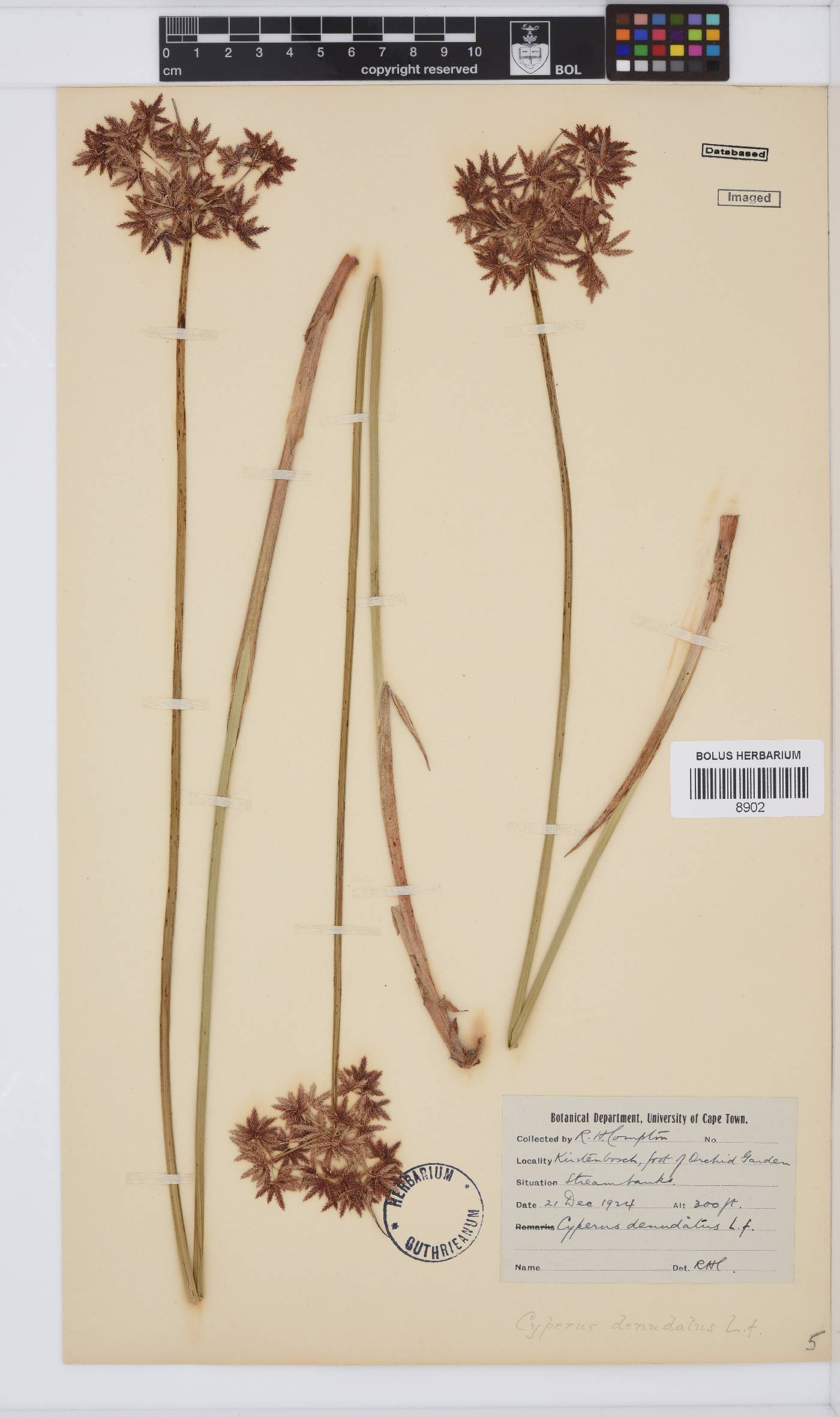 Cyperus denudatus image