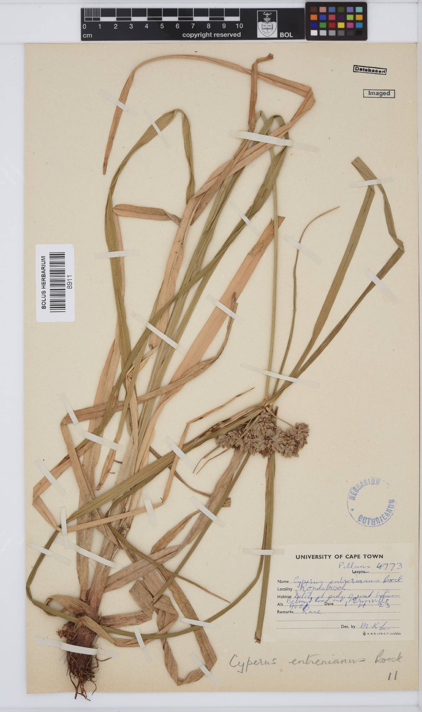 Cyperus entrerianus image