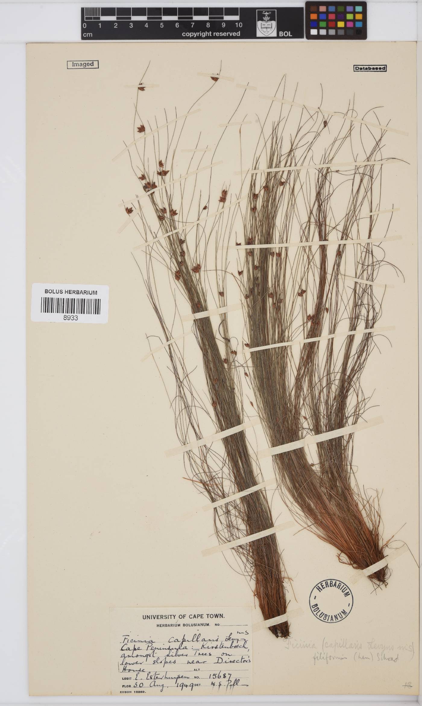 Ficinia filiformis image