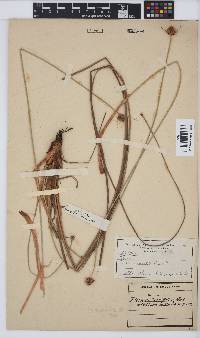 Ficinia brevifolia image