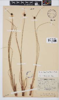 Ficinia brevifolia image