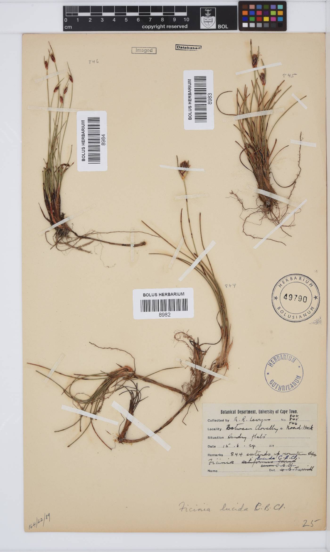 Ficinia limosa image