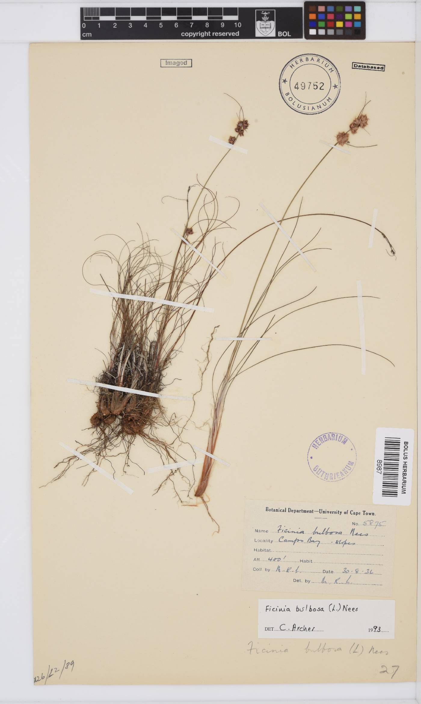Ficinia bulbosa image