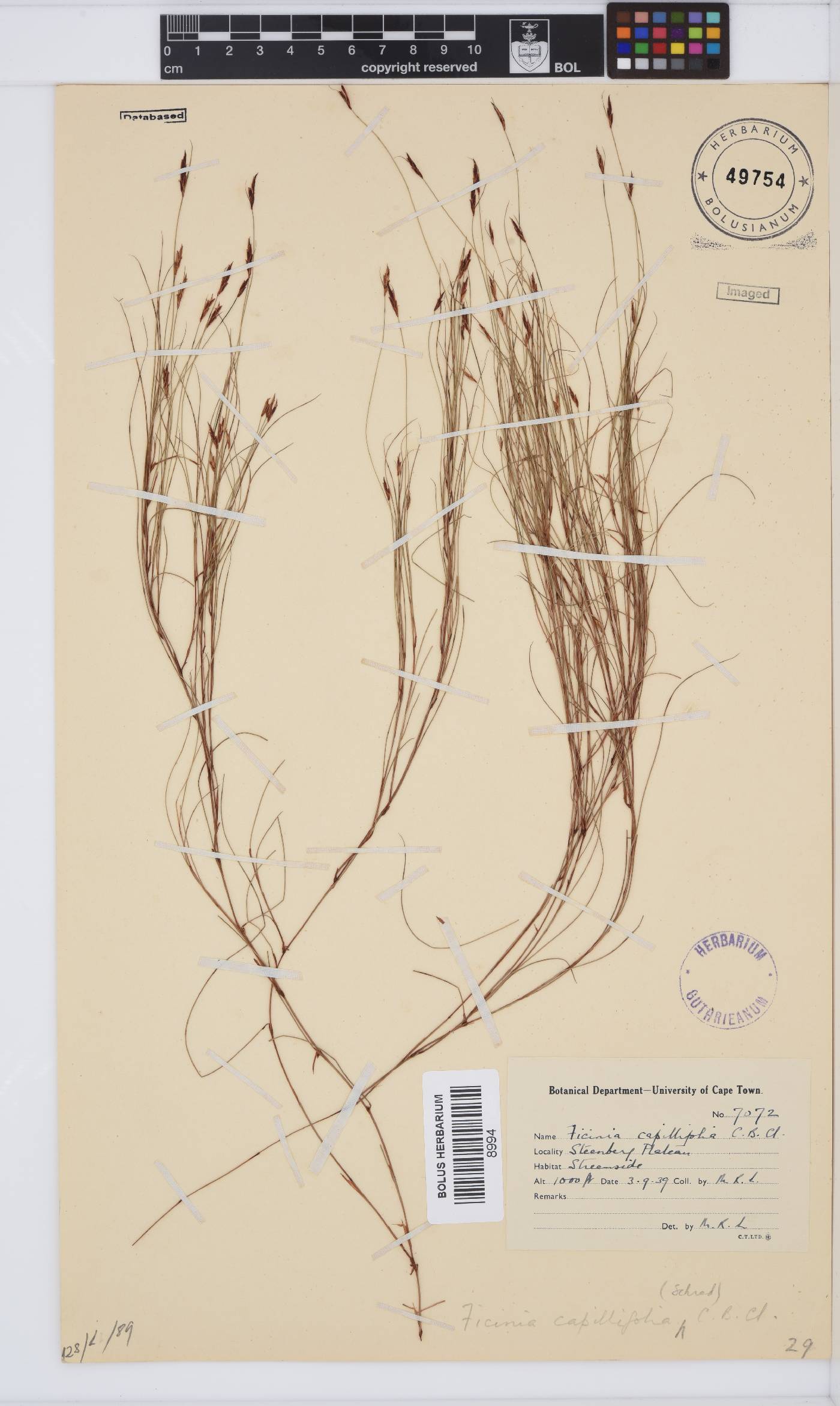 Ficinia capillifolia image