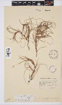 Ficinia angustifolia image