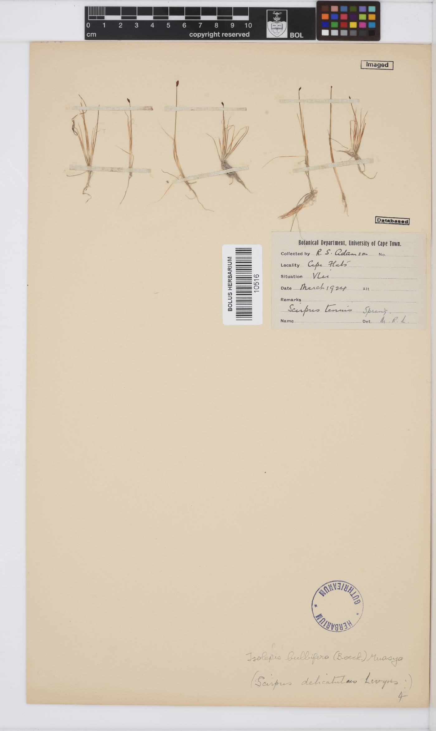 Isolepis bulbifera image