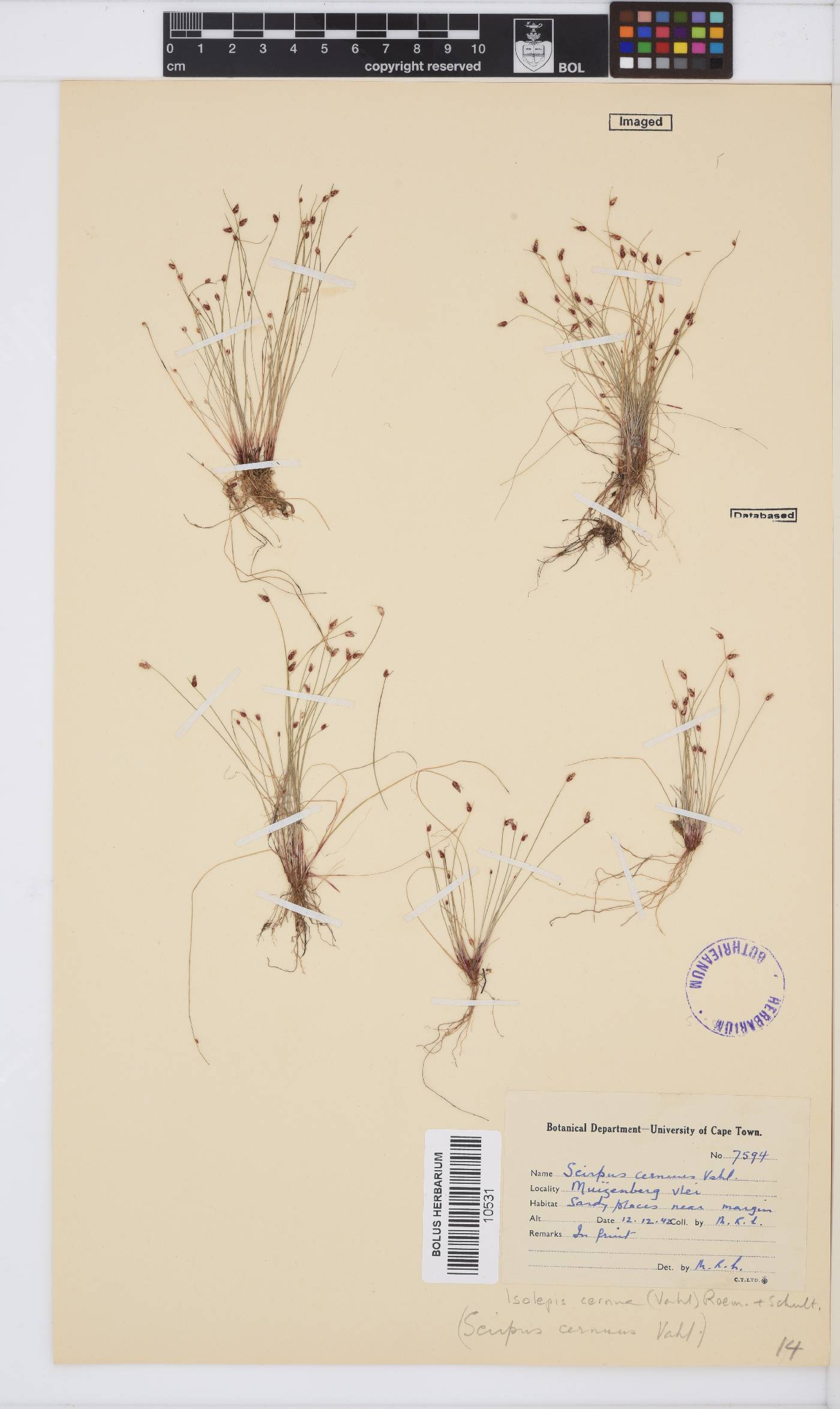 Isolepis cernua image