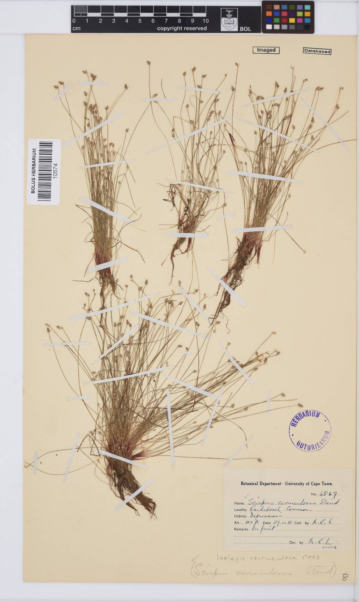 Isolepis cernua var. setiformis image