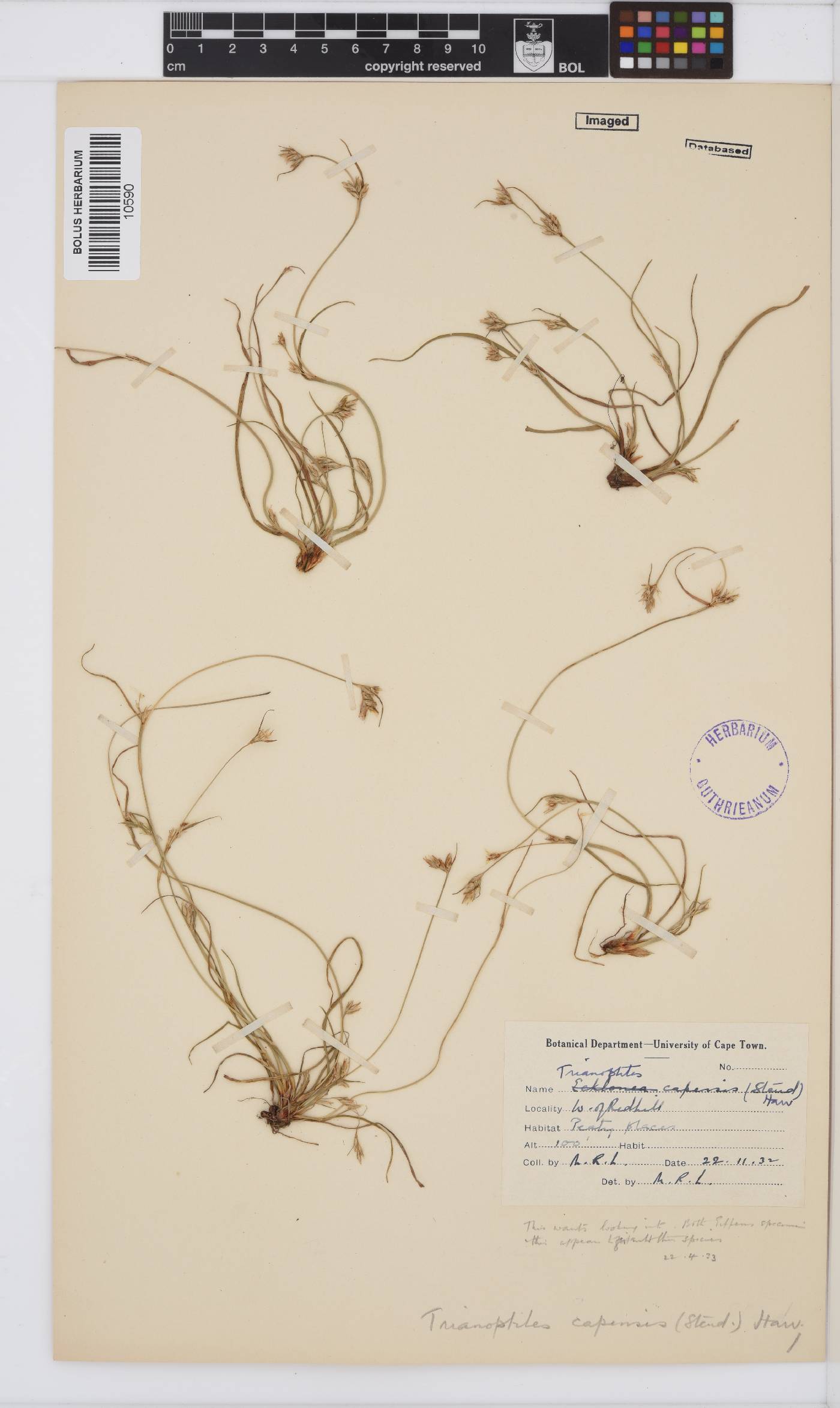 Trianoptiles capensis image