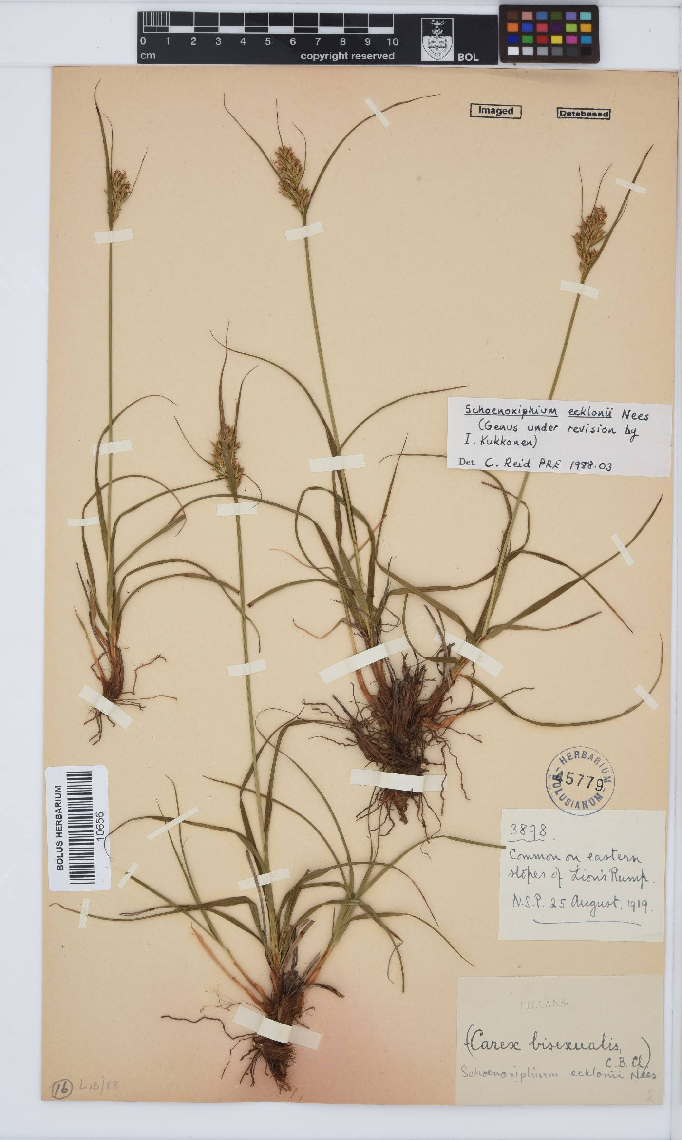 Carex capensis image