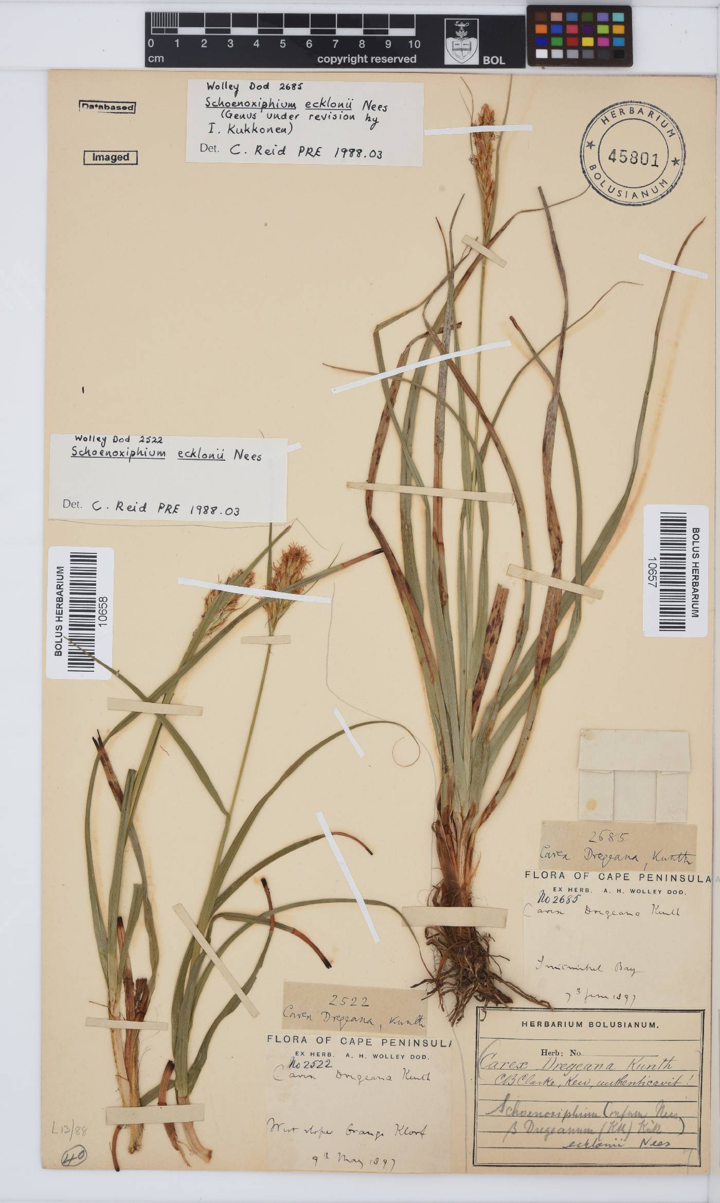 Carex capensis image