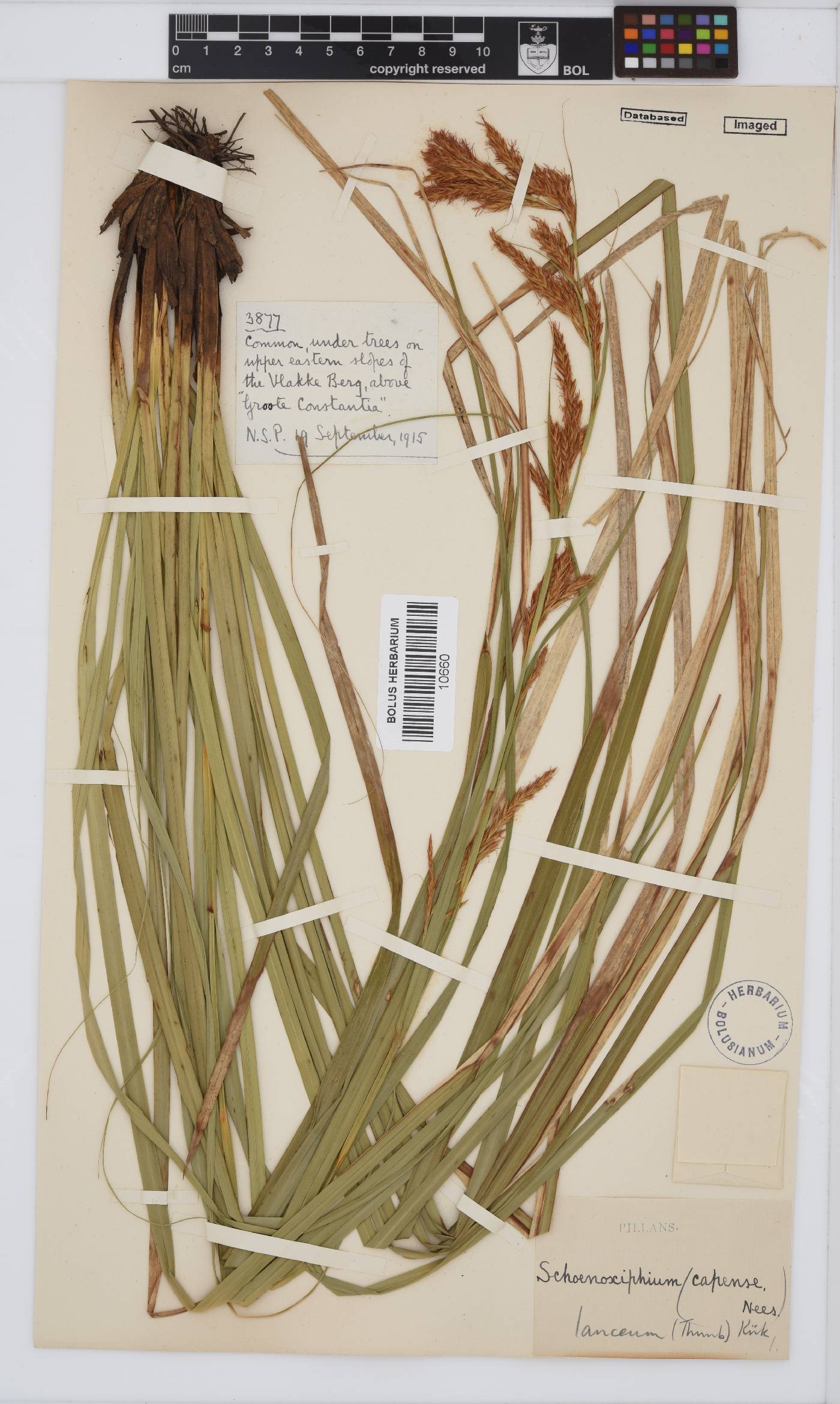 Carex lancea image