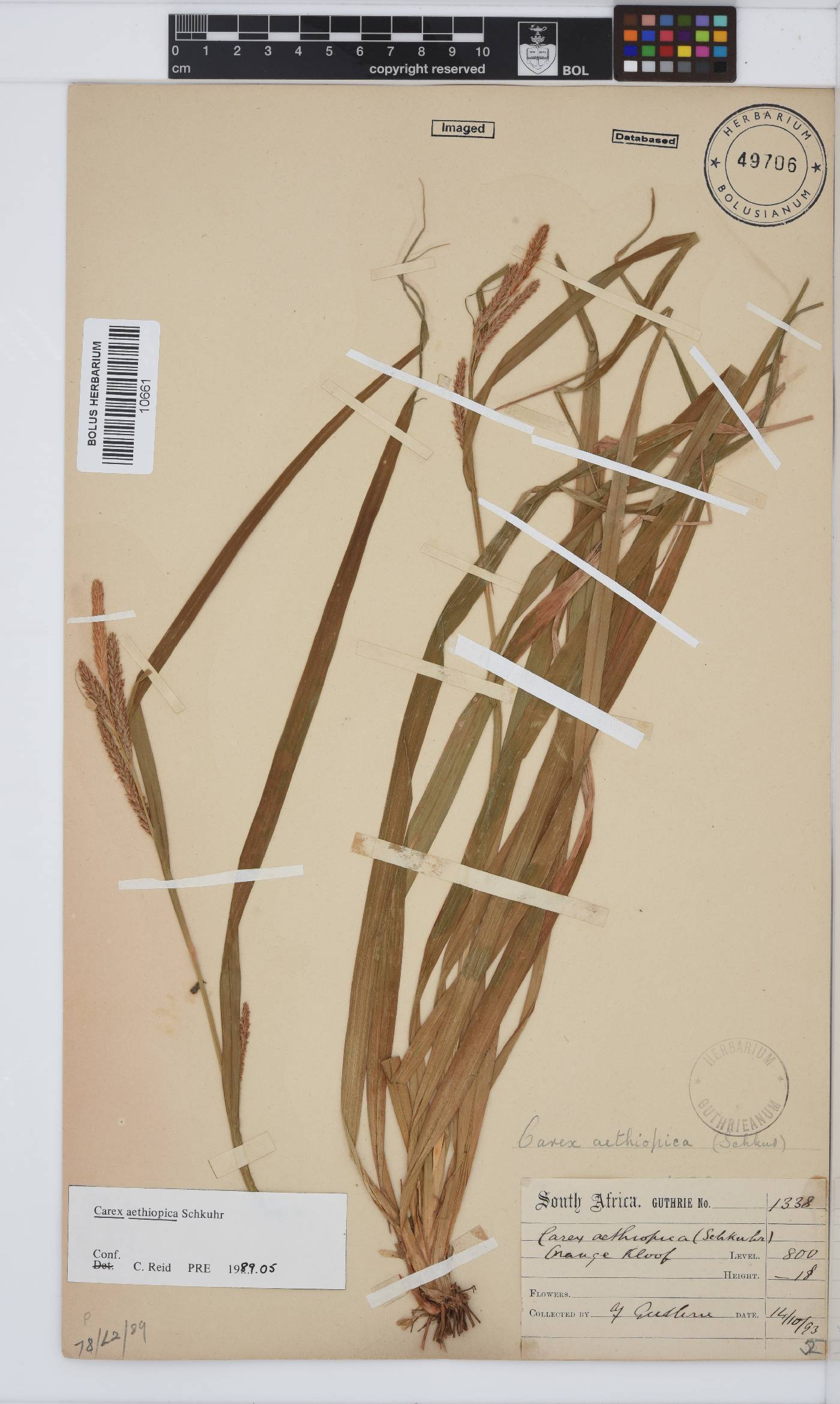 Carex image