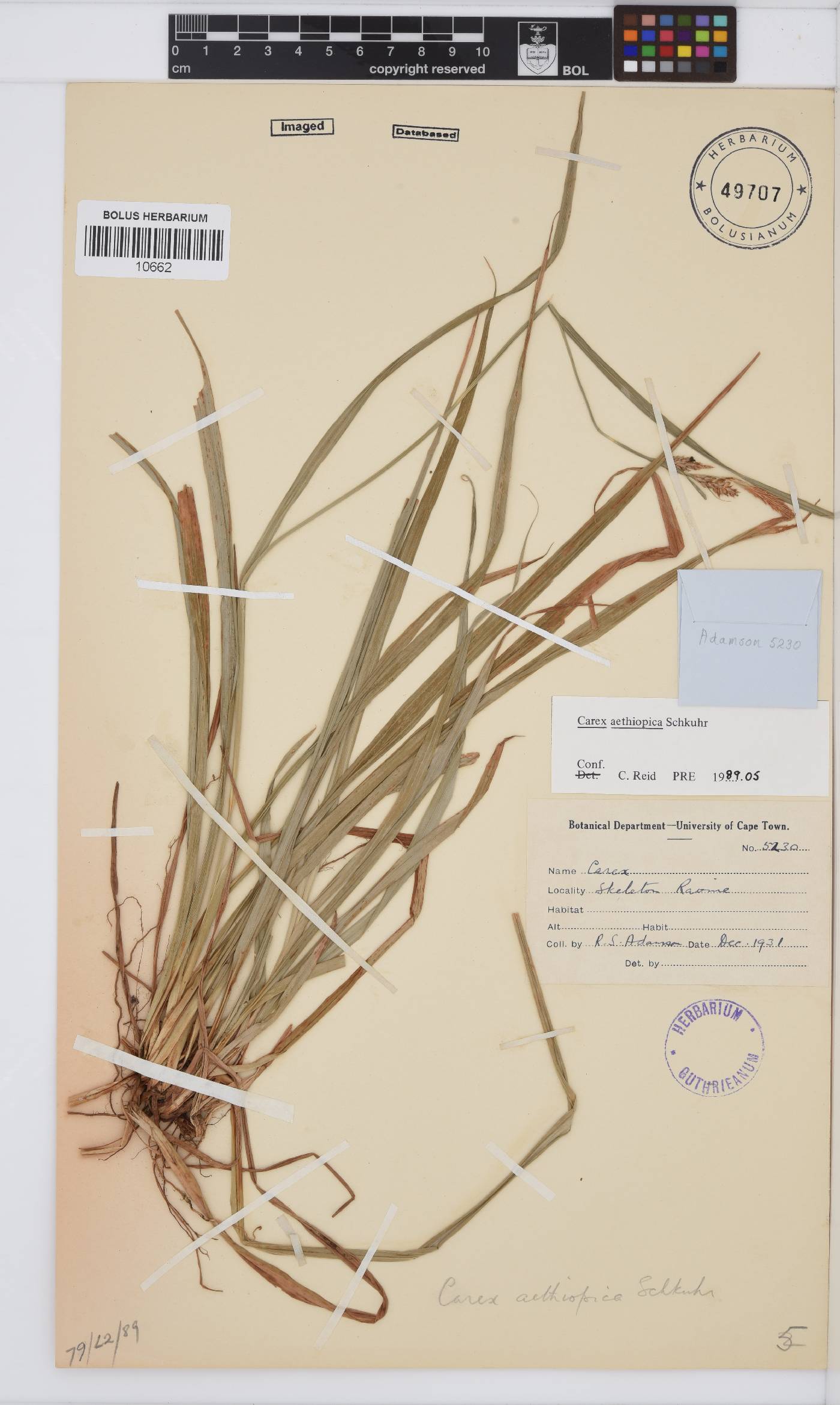 Carex aethiopica image