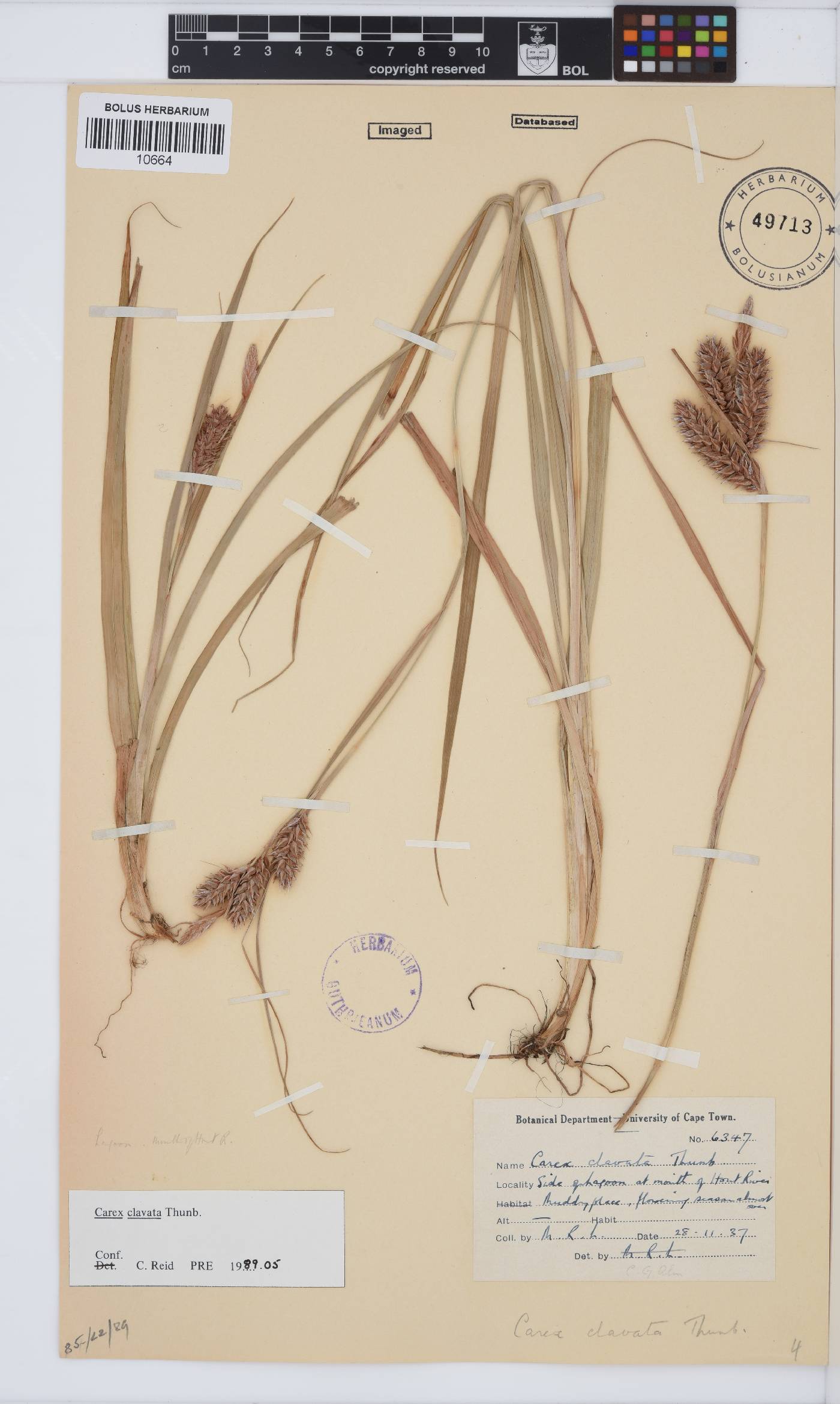Carex clavata image