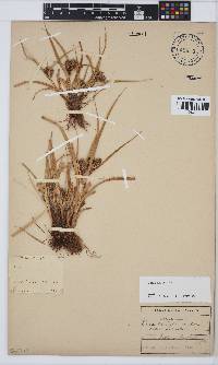 Image of Carex ecklonii