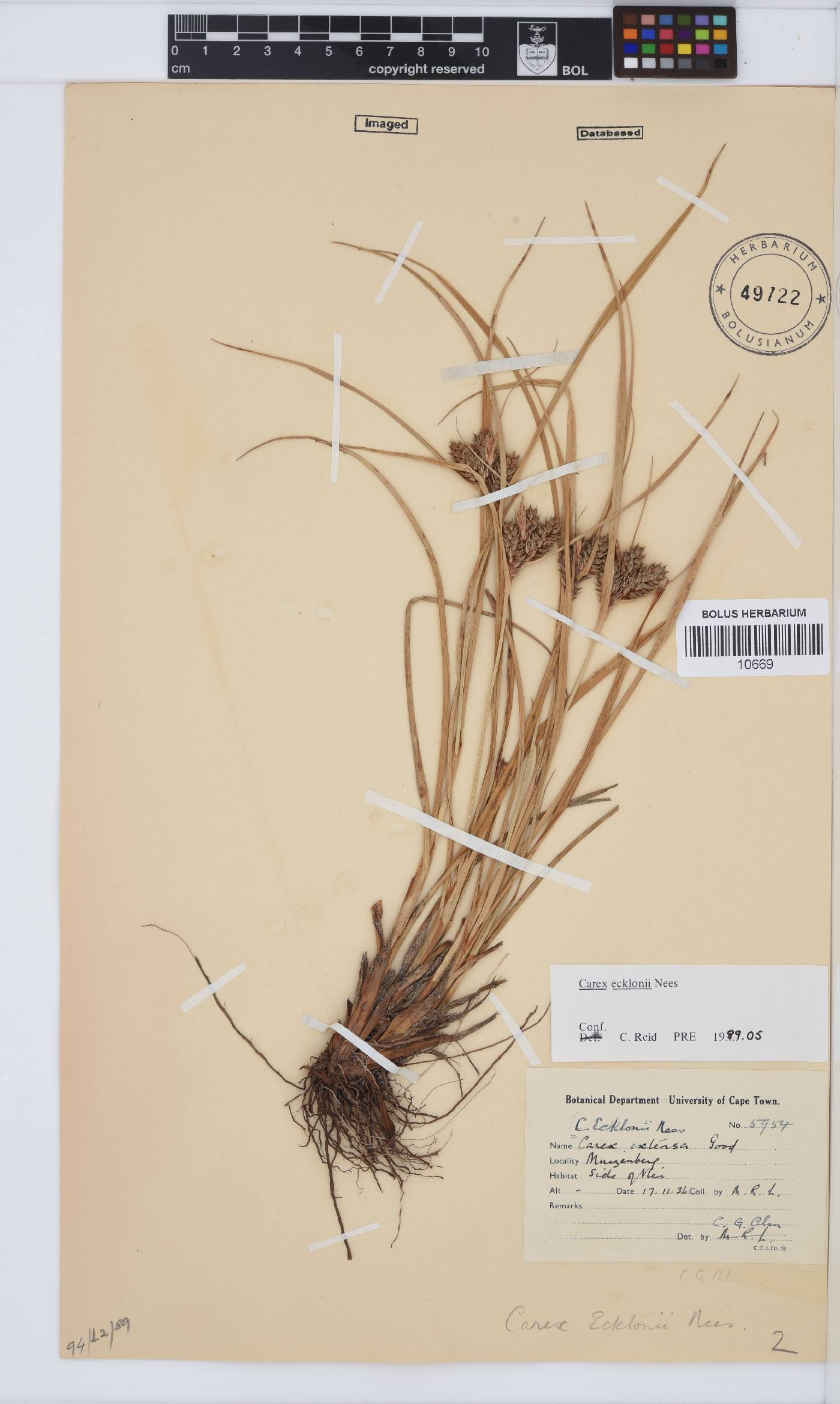Carex ecklonii image