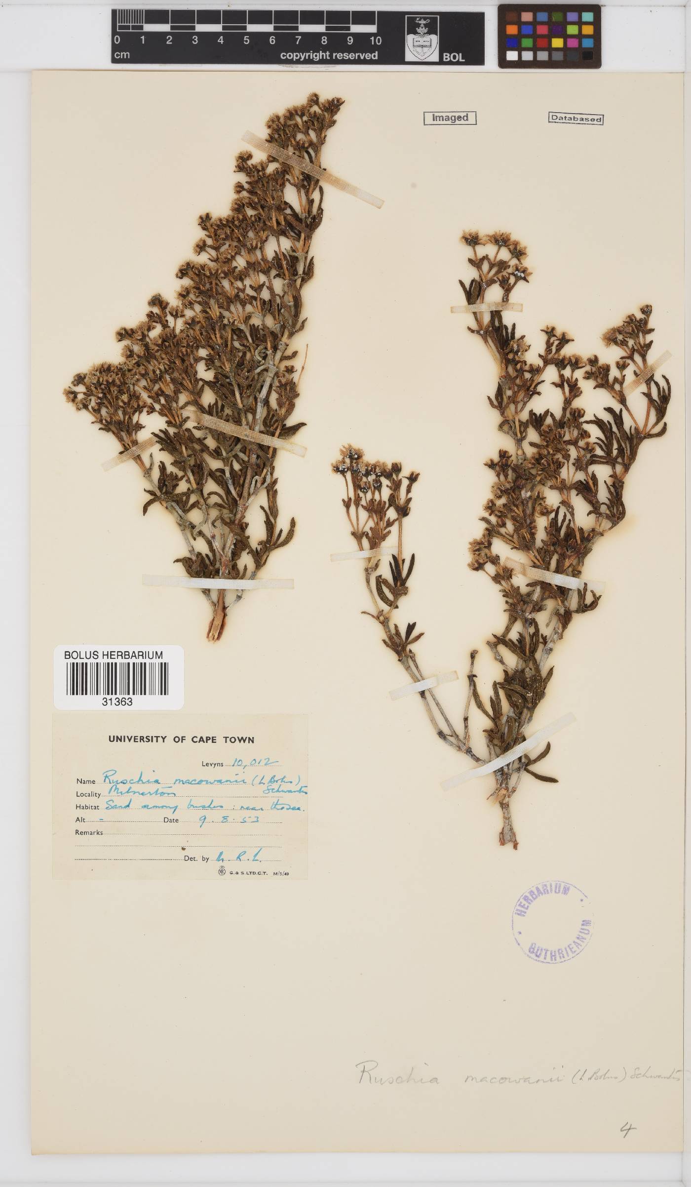 Ruschia macowanii image