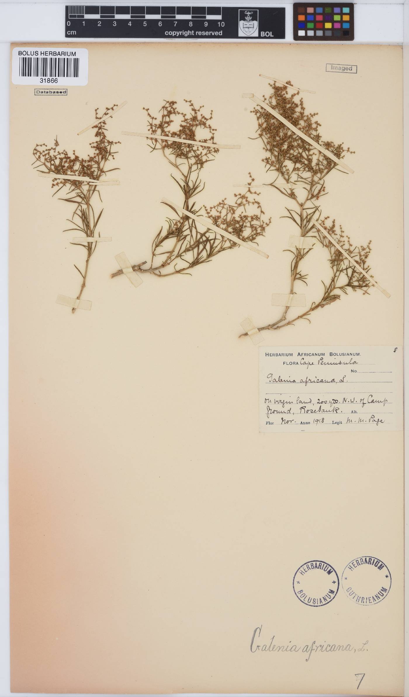 Aizoaceae image